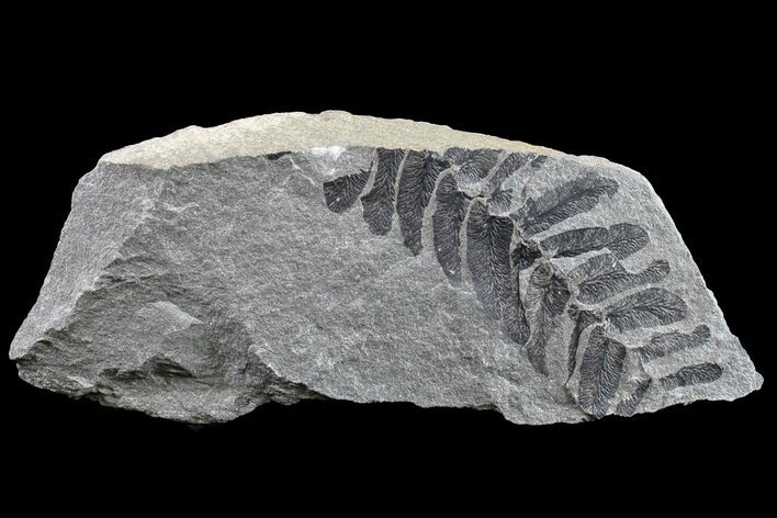 Pennsylvanian Fossil Fern (Neuropteris) Plate - Kentucky #154665